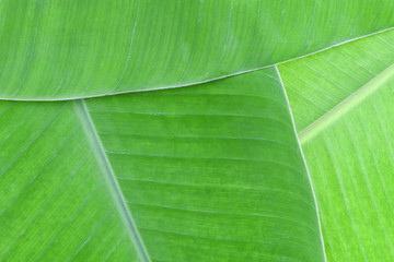 pattern of banana leaf for background.