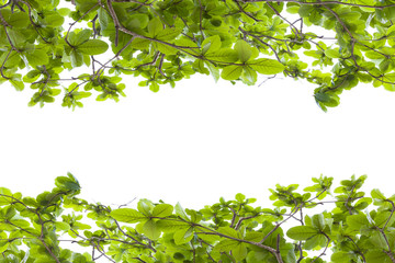 Obraz premium Green leaves frame isolated on white background.