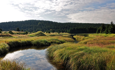 Reflection of grass in water