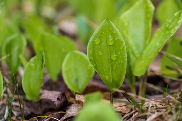 Green Leaf covered in Rain Droplets
