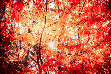 Obraz na płótnie Canvas Red sunny autumn foliage , fall outdoor nature background