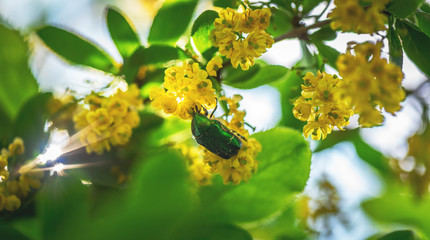 Gemeiner Rosenkäfer