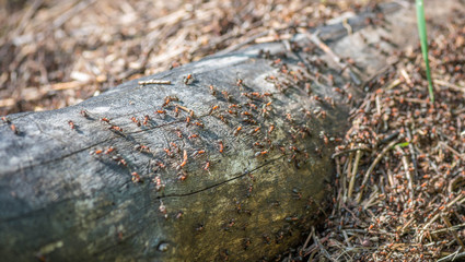 Ameisenvolk auf Baumstumpf