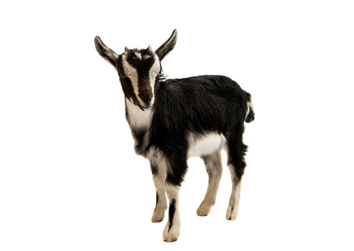 Goat isolated