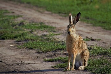 Resting rabbit