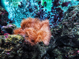 Corals