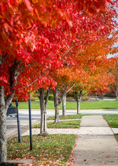 Naklejka premium jaskrawoczerwone i pomarańczowe jesienne drzewa z chodnikiem