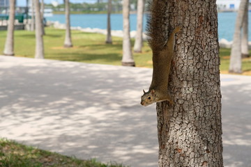 Squirrel playing in a park