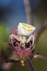 White Crab Spider in their natural environment.