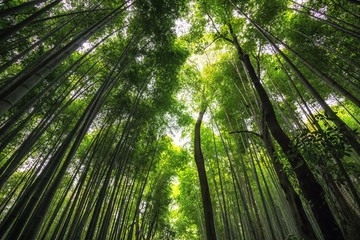Fototapeta na wymiar arashiyama bamboo grove