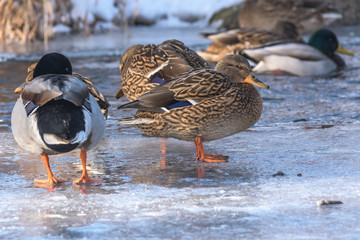Ducks on the ice formed in river