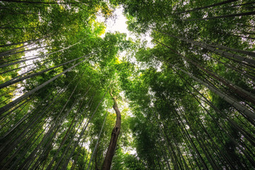 arashiyama bamboo grove