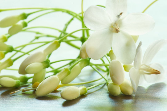 Wrightia religiosa Benth with green leaves isolated on the table