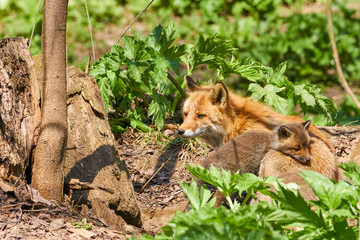 キタキツネの親子
