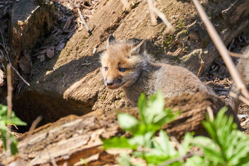 キタキツネの赤ちゃん
