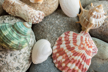 Background of sea shells. Travel and tourism.