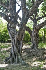 Old trees grow in the garden