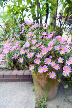 Flower pot of Aster cordifolius - pink flowers during blossom season in botanic garden