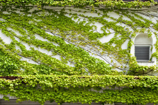 House wall and windows covered by climbing and creeping green ivy