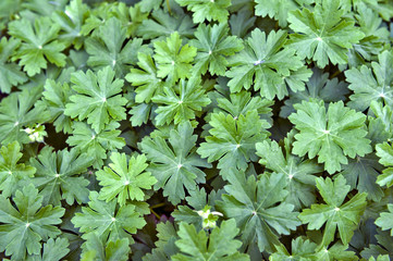 Green Geranium leaves texture background