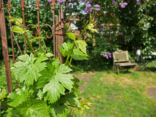 garden and wine