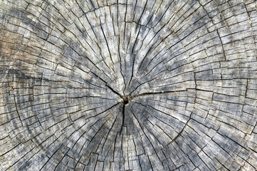 Cross section cut of tree stump with annual rings and fragment texture background