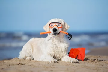 Foto op Canvas golden retriever dog in snorkel equipment on a beach © otsphoto