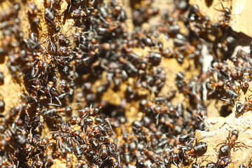 Ant colony on an old tree close up