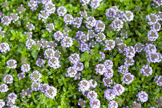 Thyme flowers and leaves in garden during blossom season