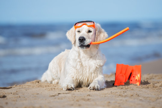 golden retriever dog in snorkeling equipment posing on a beach