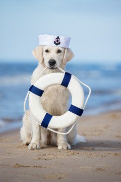 golden retriever dog holding a life buoy on a beach