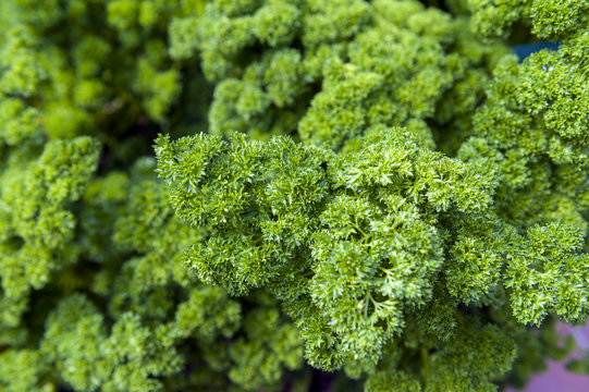 Full frame close-up fresh curly parsley leaves in garden