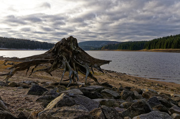 Tree stump standing on its roots tip