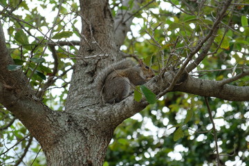 Fluffy squirrel sitting in a tree with nuts