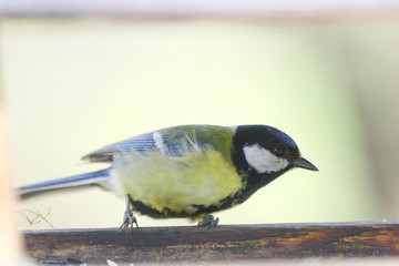 titmouse close up