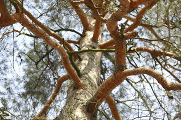 The image of a pine tree