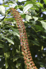 exotic plant close up