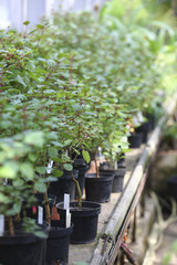 plants