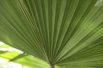 leaf of the palm