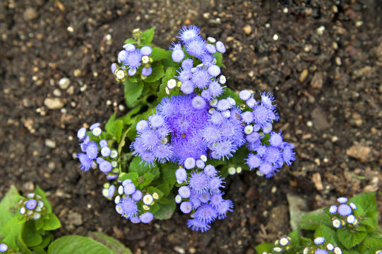 Blue mistflower (Conoclinium coelestinum) or purple blue Ageratum flower plant growing on ground