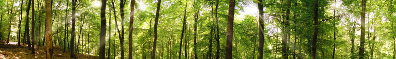 Fototapeta na wymiar forest panorama