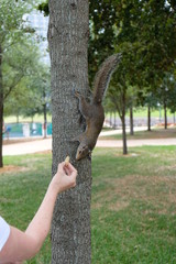 Feeding a squirrel in the trees