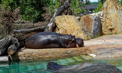 Fototapeta premium Hippopotamus having sun bath near the pool