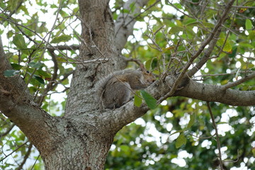 Fototapeta na wymiar Fluffy squirrel sitting in a tree with nuts
