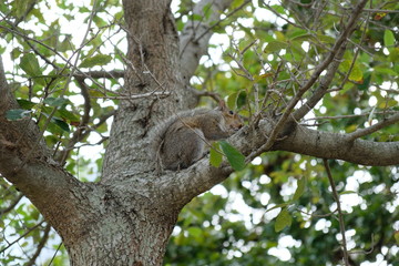Fluffy squirrel sitting in a tree with nuts