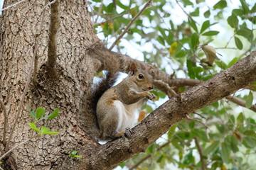 Fluffy squirrel sitting in a tree with nuts