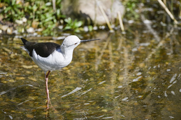 Long legged black winged stilt himantopus himantopus pied stilt grazing in Spring sunshine on riverbank