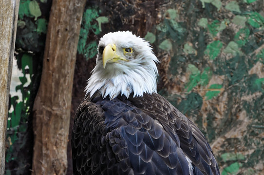 Close shot of head of eagle