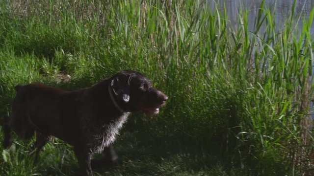 Breed Dog drathaar on the green grass near lake in springtime. Hunting scene. Slow motion.
