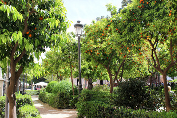  Orange garden in Plaza de la Virgen, Valencia Spain